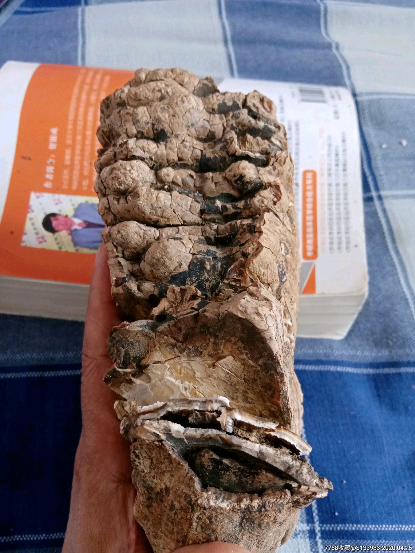 大型动物牙化石