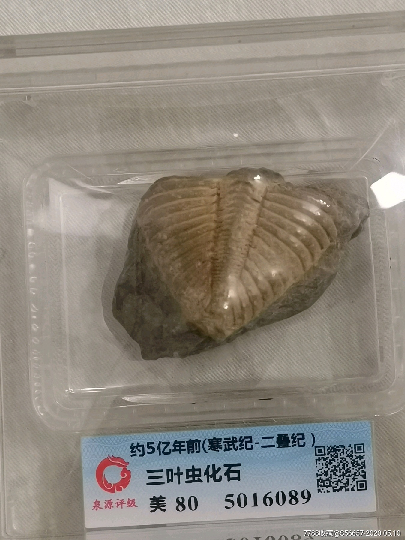 约五亿年前远古三叶虫化石