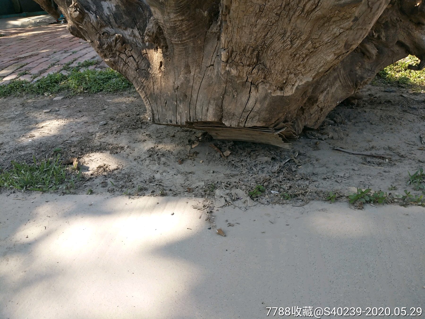 香椿树根1.6米长,1米高