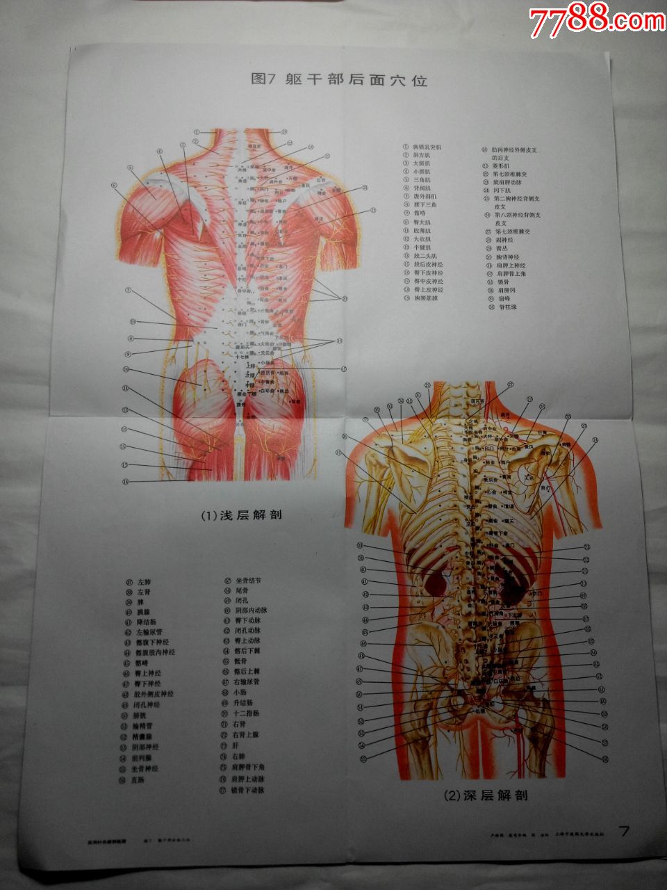 实用针灸解剖挂图(12张全)