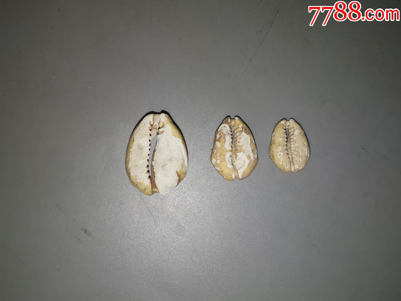 原始贝币3枚_山西老货【7788商城__七七八八商品交易平台(7788.com】