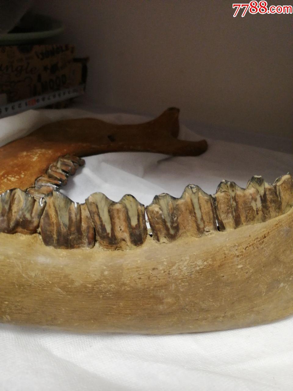 猛犸牙化石一对