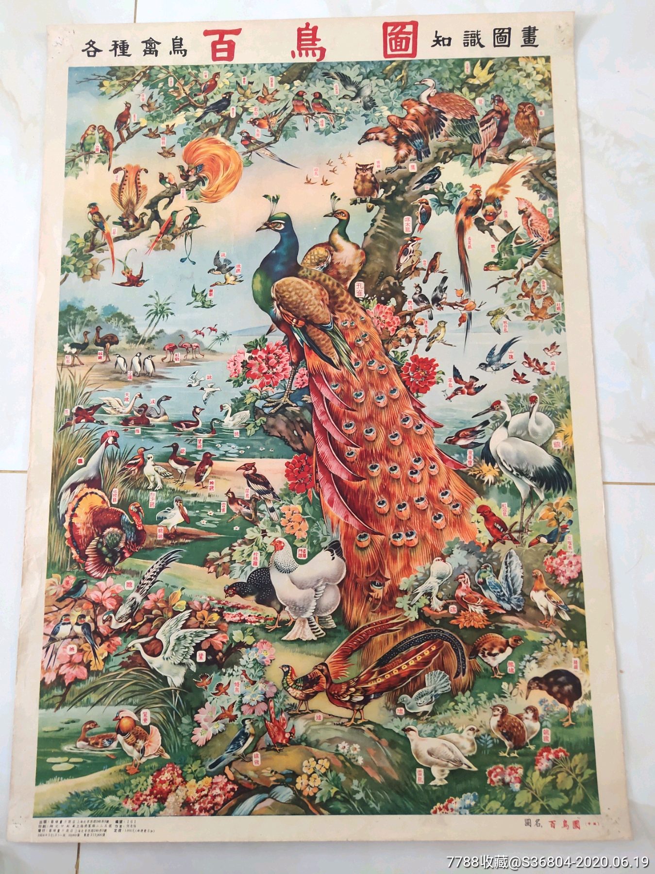 54年版何逸梅百鸟图-年画/宣传画-7788收藏__收藏热线