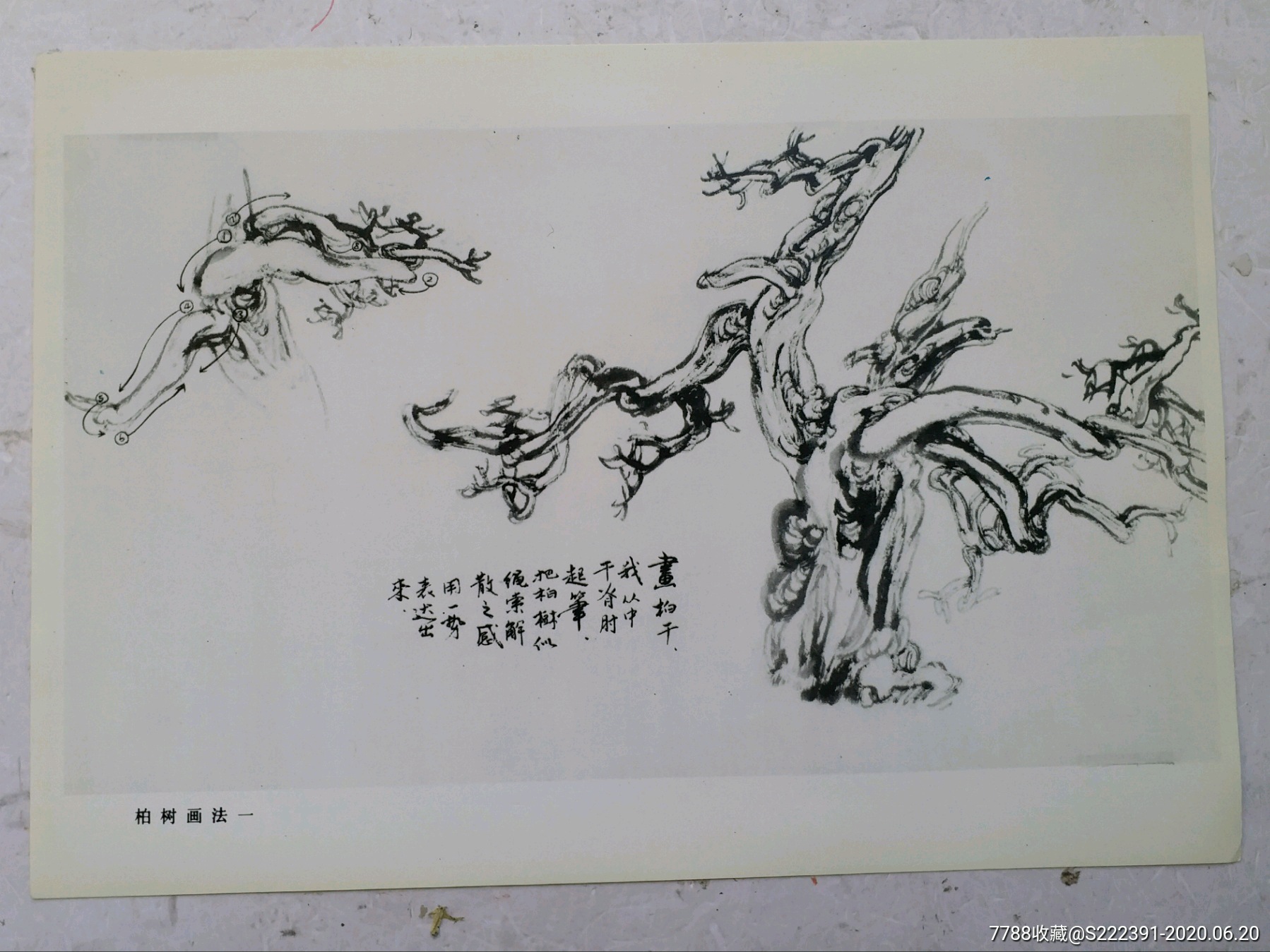 名家松柏画谱张宝珠松柏画谱活页画松柏特点而名扬画坛