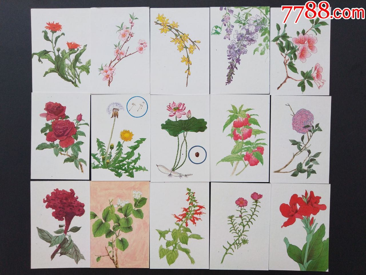 植物卡片(48张全套)