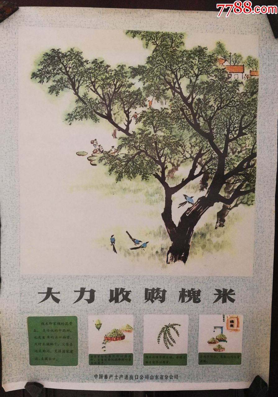 大力收购槐米(尺寸39×54厘米)山东省土产畜产进出口公司山东分公司