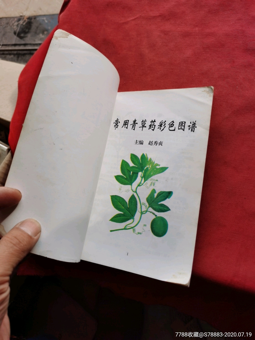 常用青草药彩色图谱