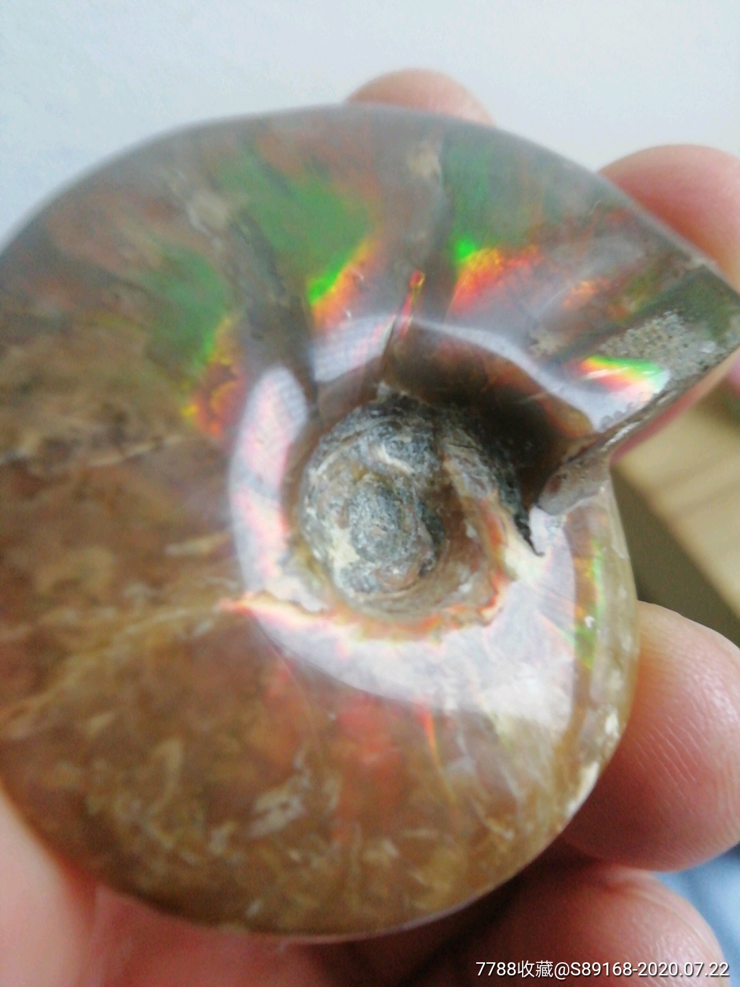 菊化螺类——斑彩螺化石
