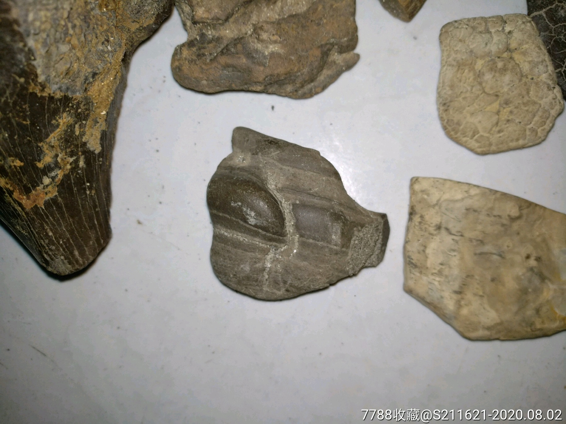 黑龙江动物化石泥石一堆包邮