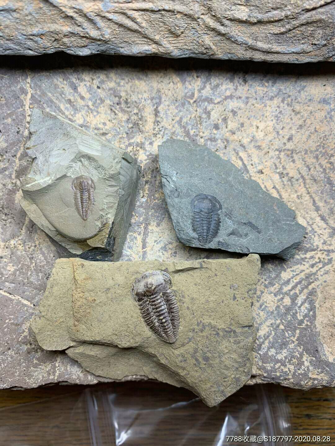 你见过的古生物化石有多漂亮？ - 知乎