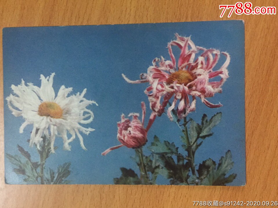 单枚片一菊花