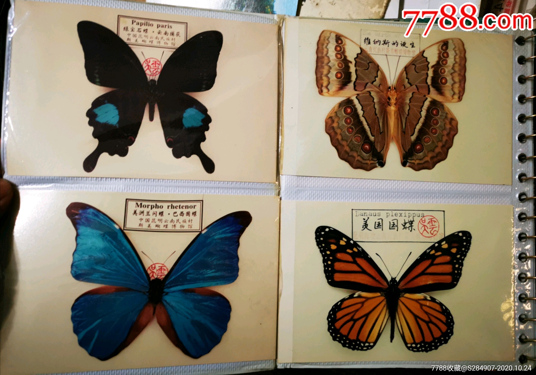 首页 零售 蝴蝶/昆虫标本 >> 世界名蝶资料照片共51张专业照片_蝴蝶