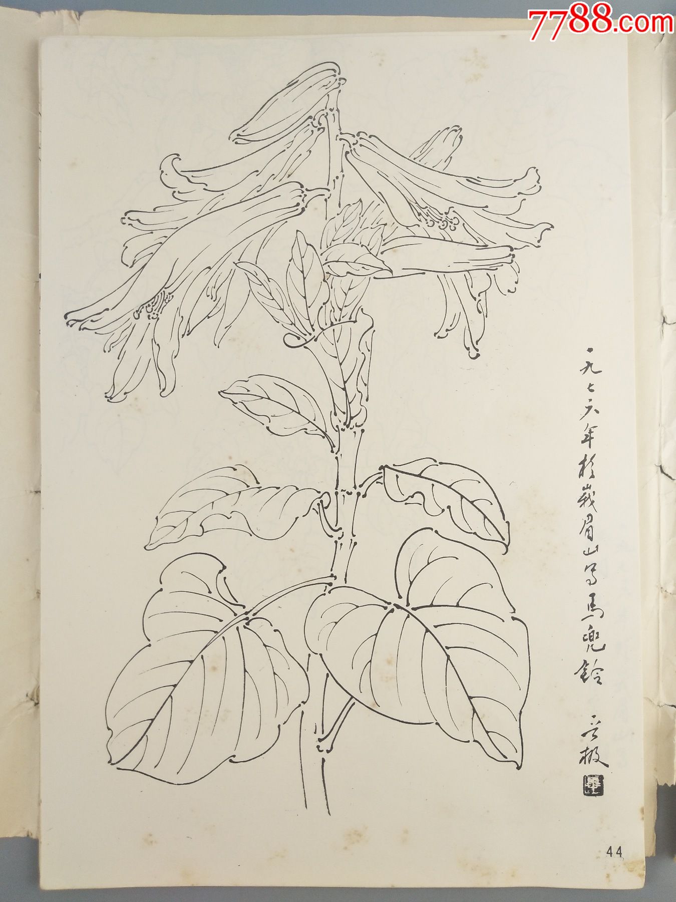 1974年毕晋吉白描花卉