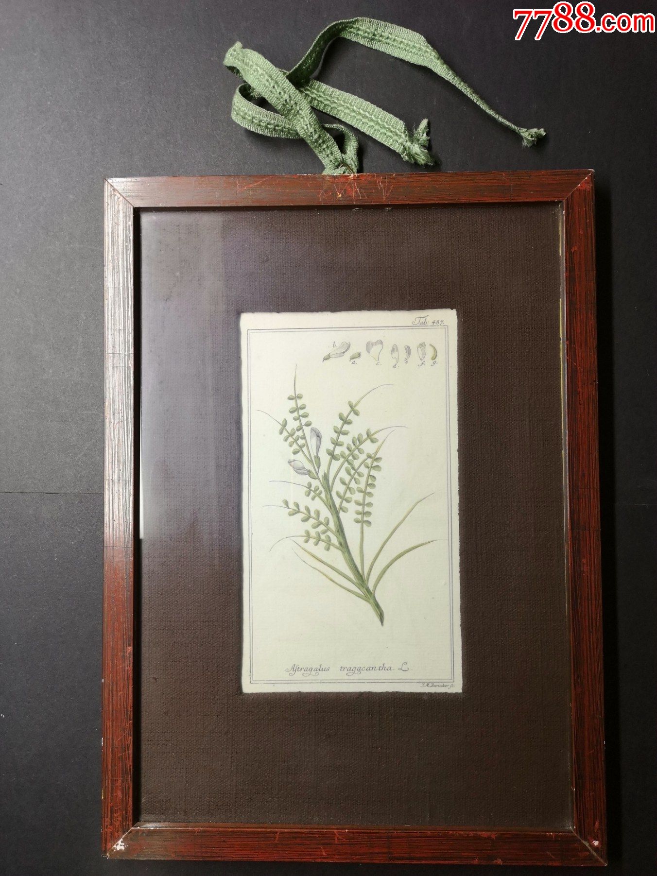 包真18世纪手工上色铜版画黄芪原框原裱