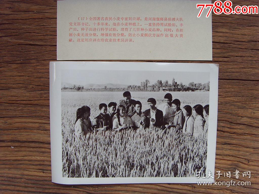 1972年,河南省偃师县岳滩公社,小麦育种专家刘应祥(全国劳动模范