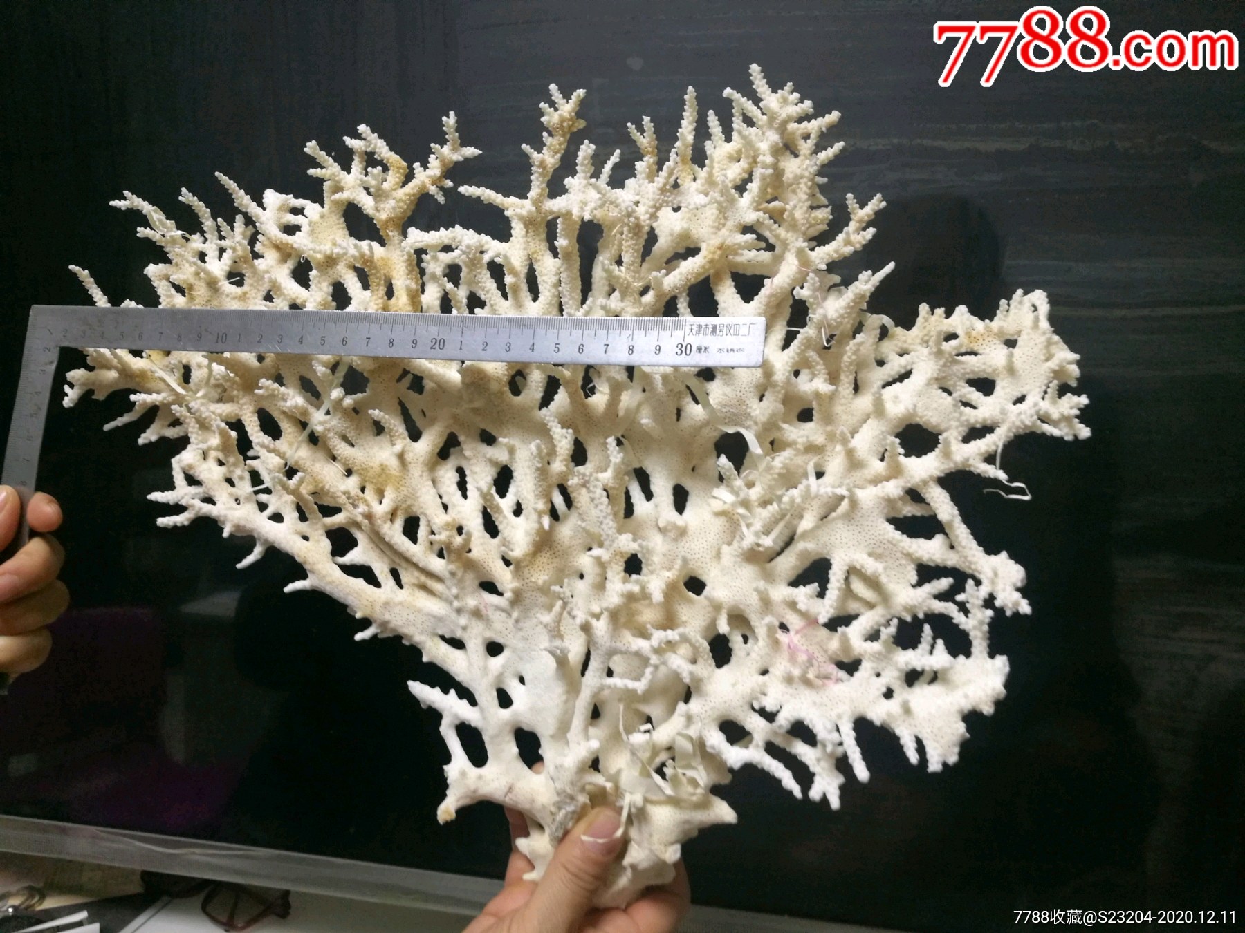 天然深海白珊瑚树