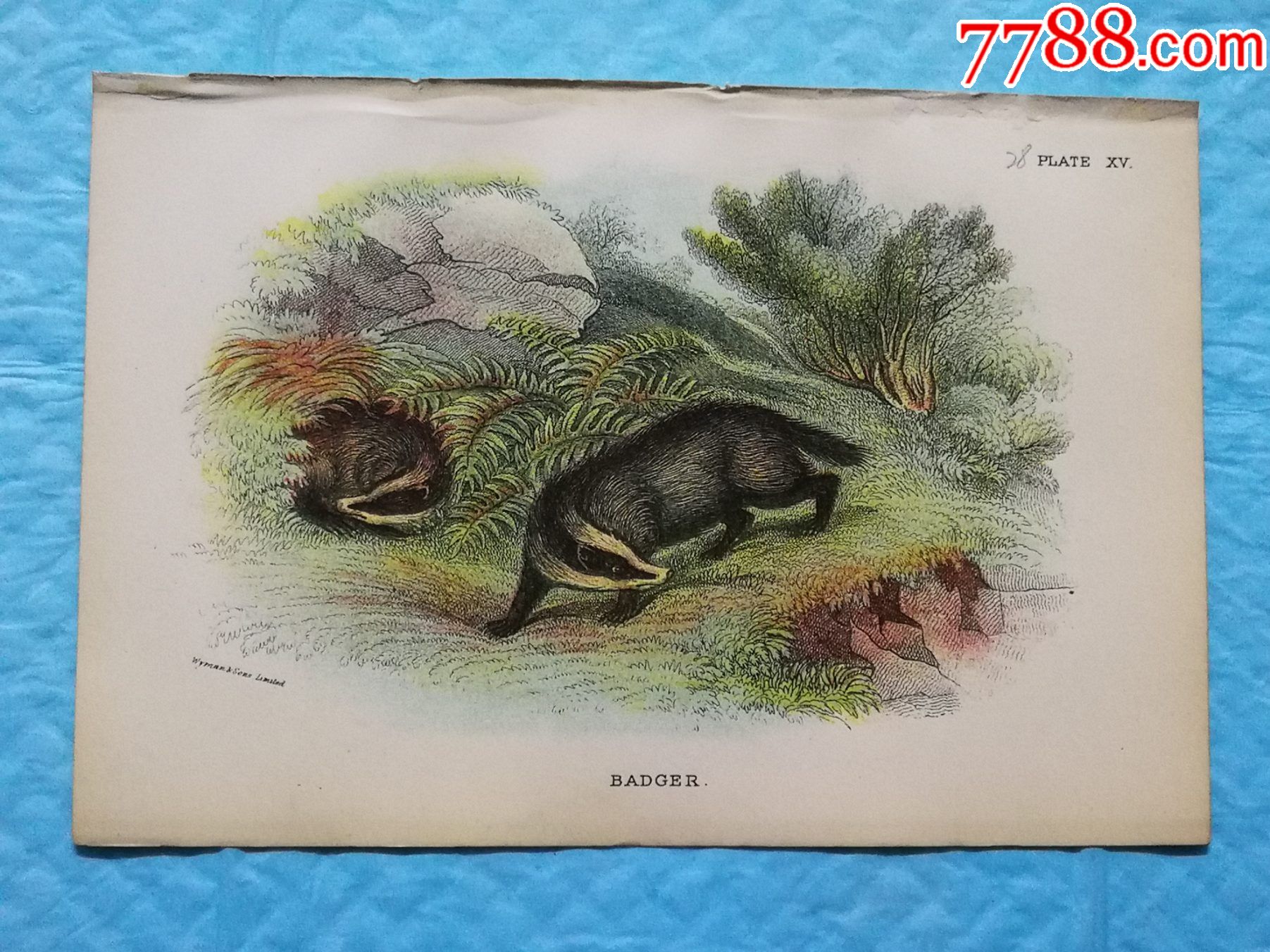 18*6年彩色雕刻版画,哺乳动物图谱《獾badger》