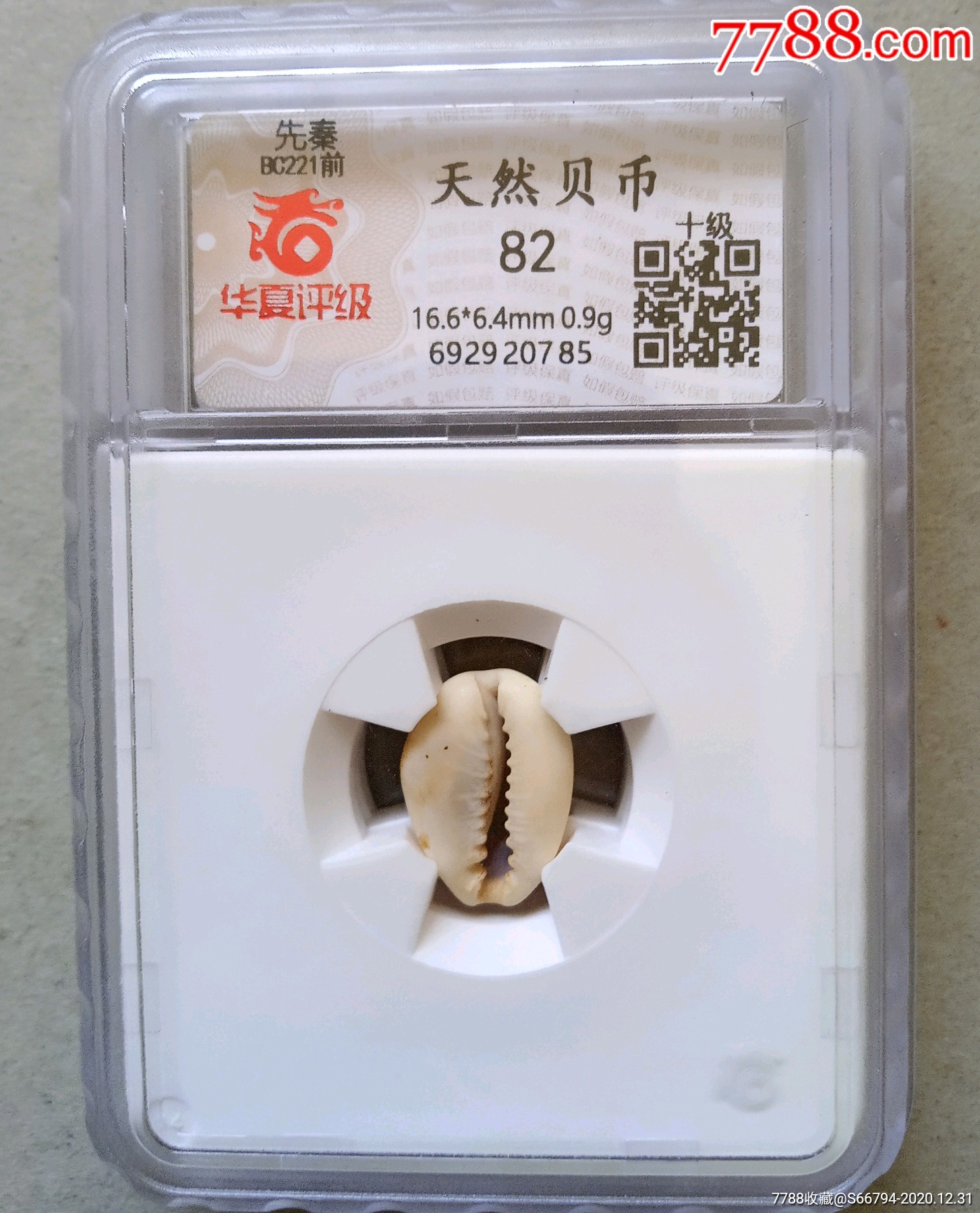 先秦.天然贝币.785