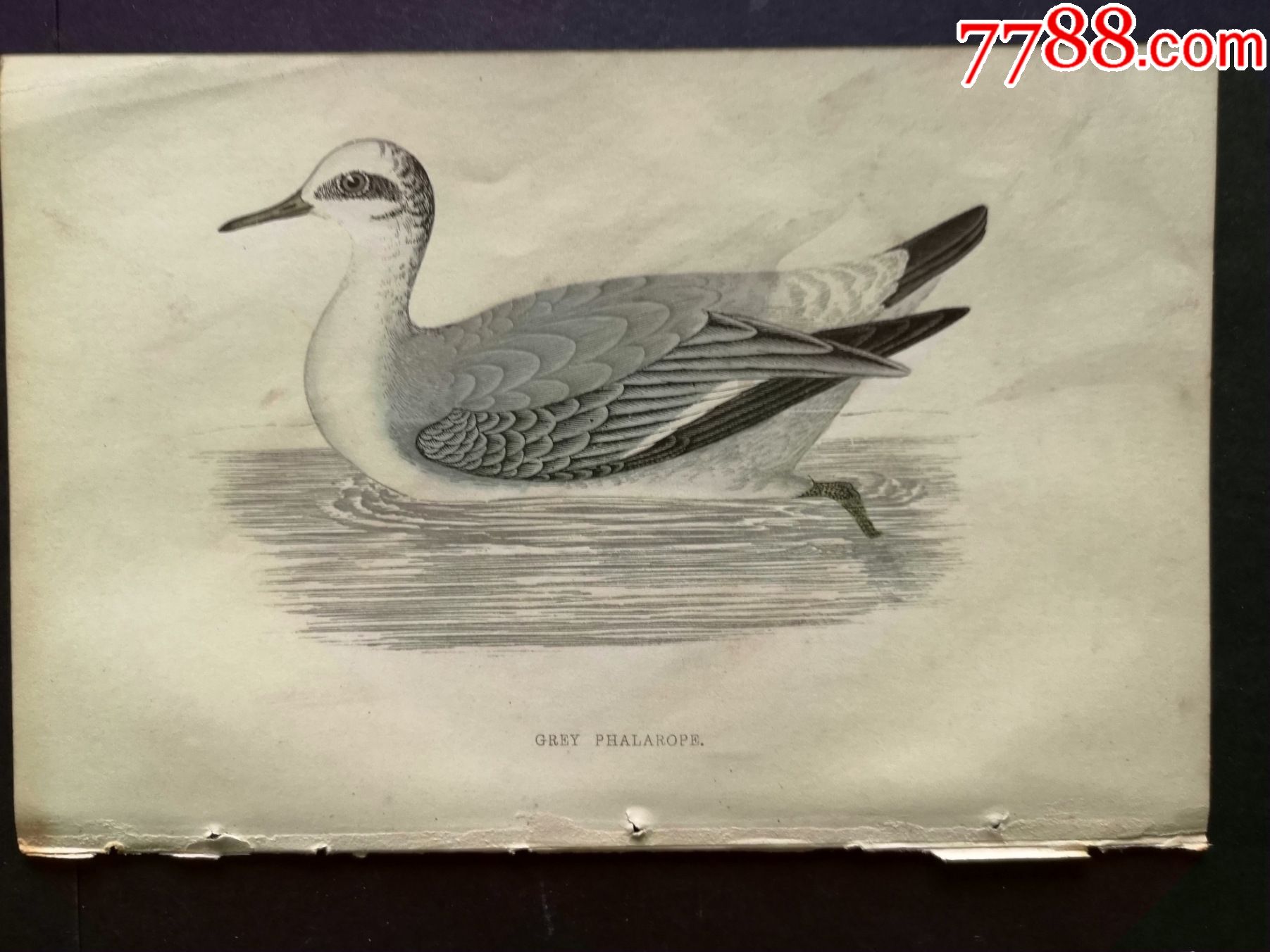 19世纪手工上色铜版画《英国鸟类史》插页《塘鹅》等4张保真