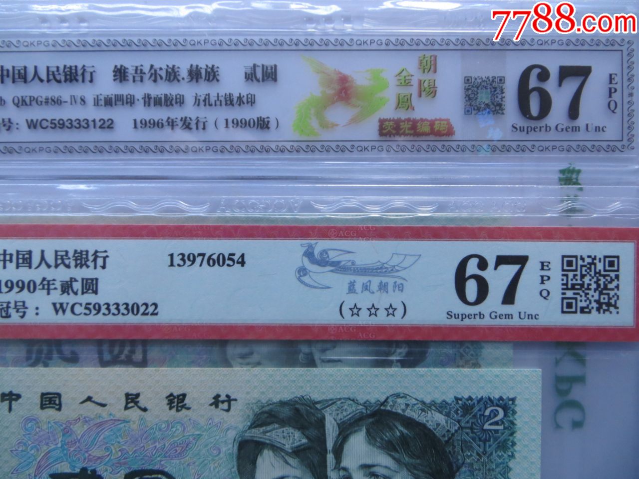802金凤朝阳蓝凤朝阳同冠9同二张一对