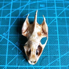 甲鱼头骨龟头骨鳖颅骨