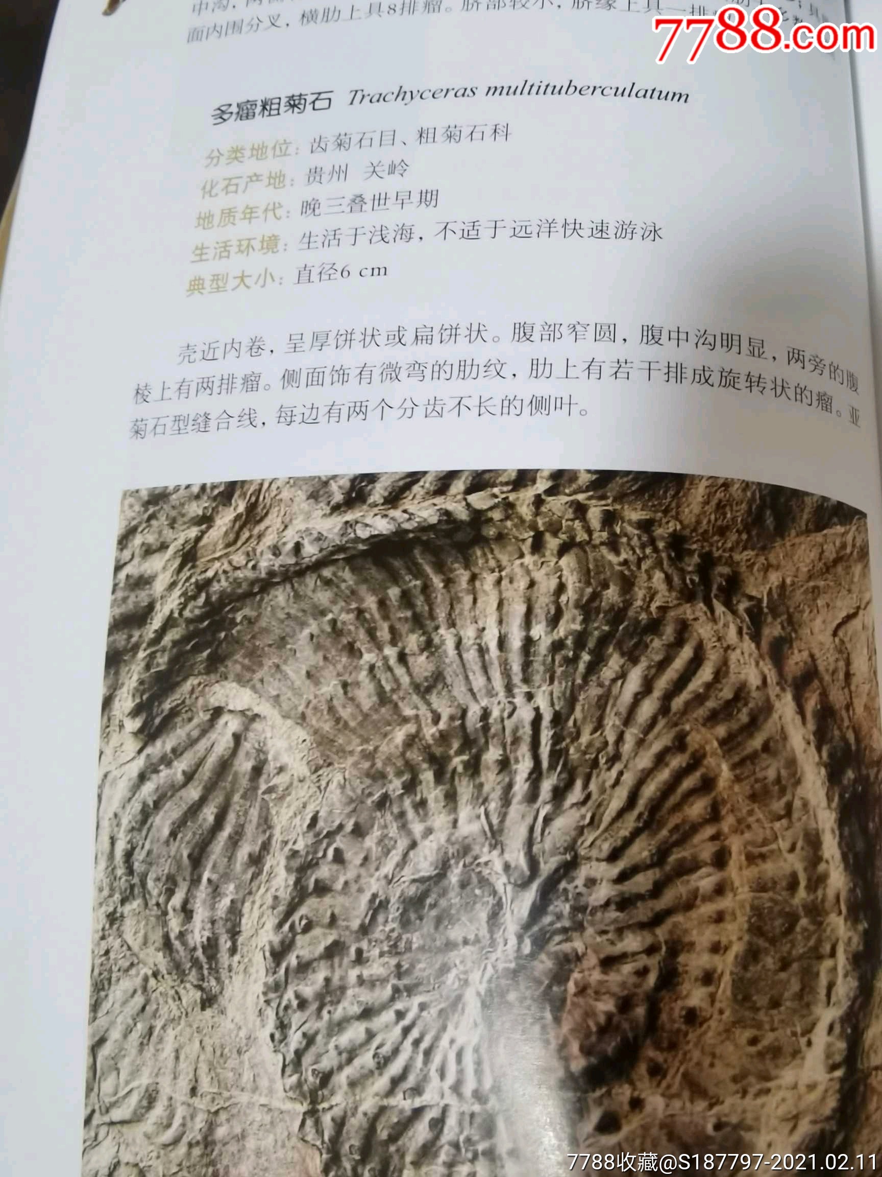 贵州多瘤粗石化石