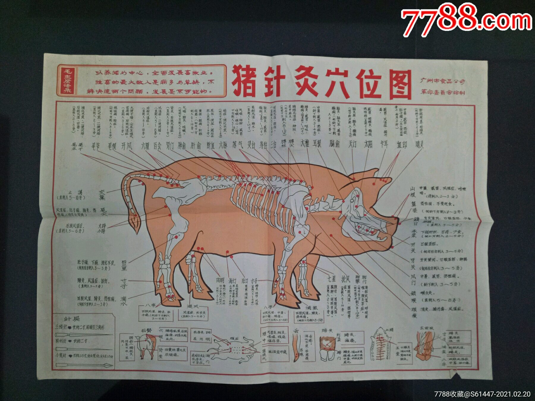 文革带语录广州市食品公司革命委员会绘制《猪针灸穴位图》