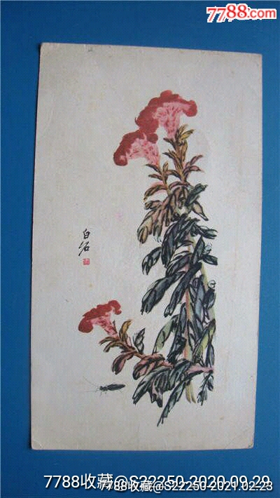 1958年齐白石国画——鸡冠花画片