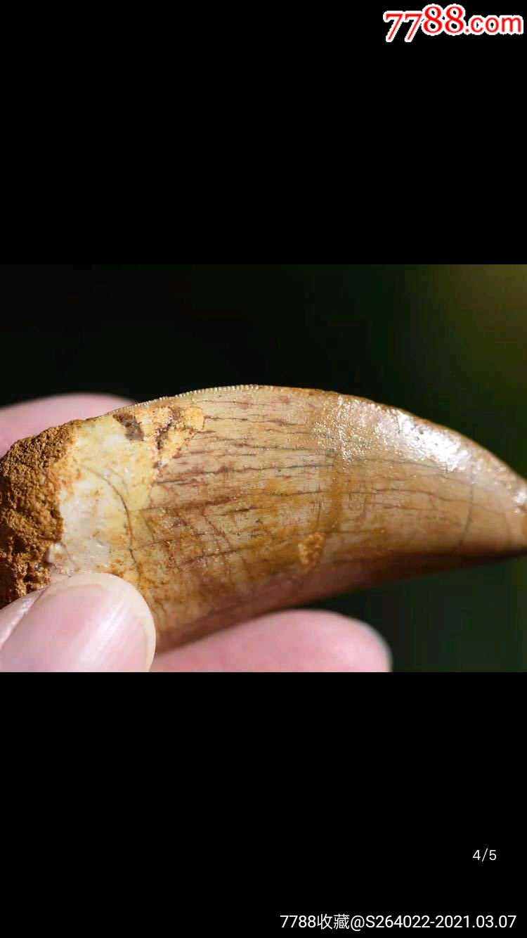 巴哈利亚龙牙齿化石