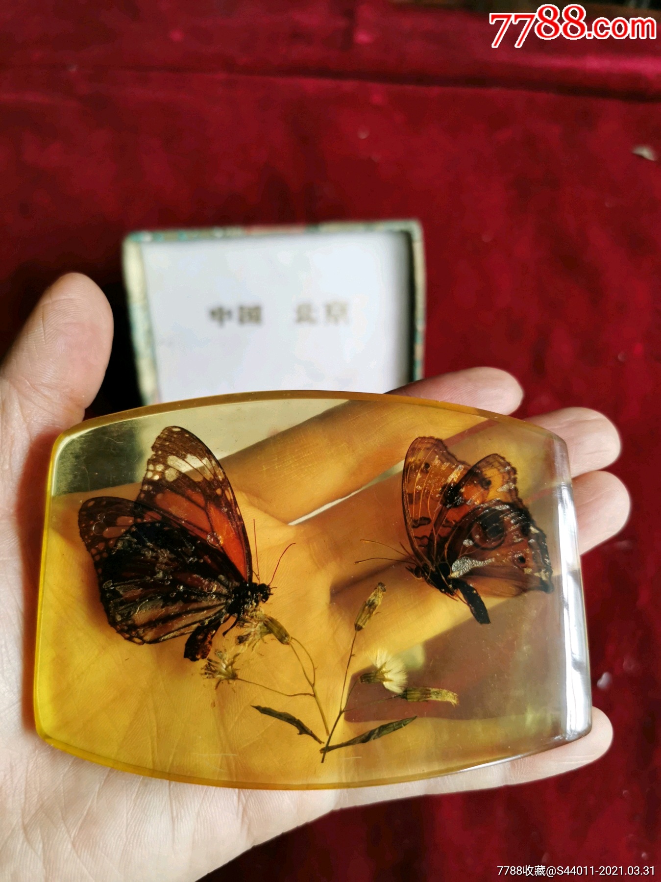 琥珀式蝴蝶标本老物件