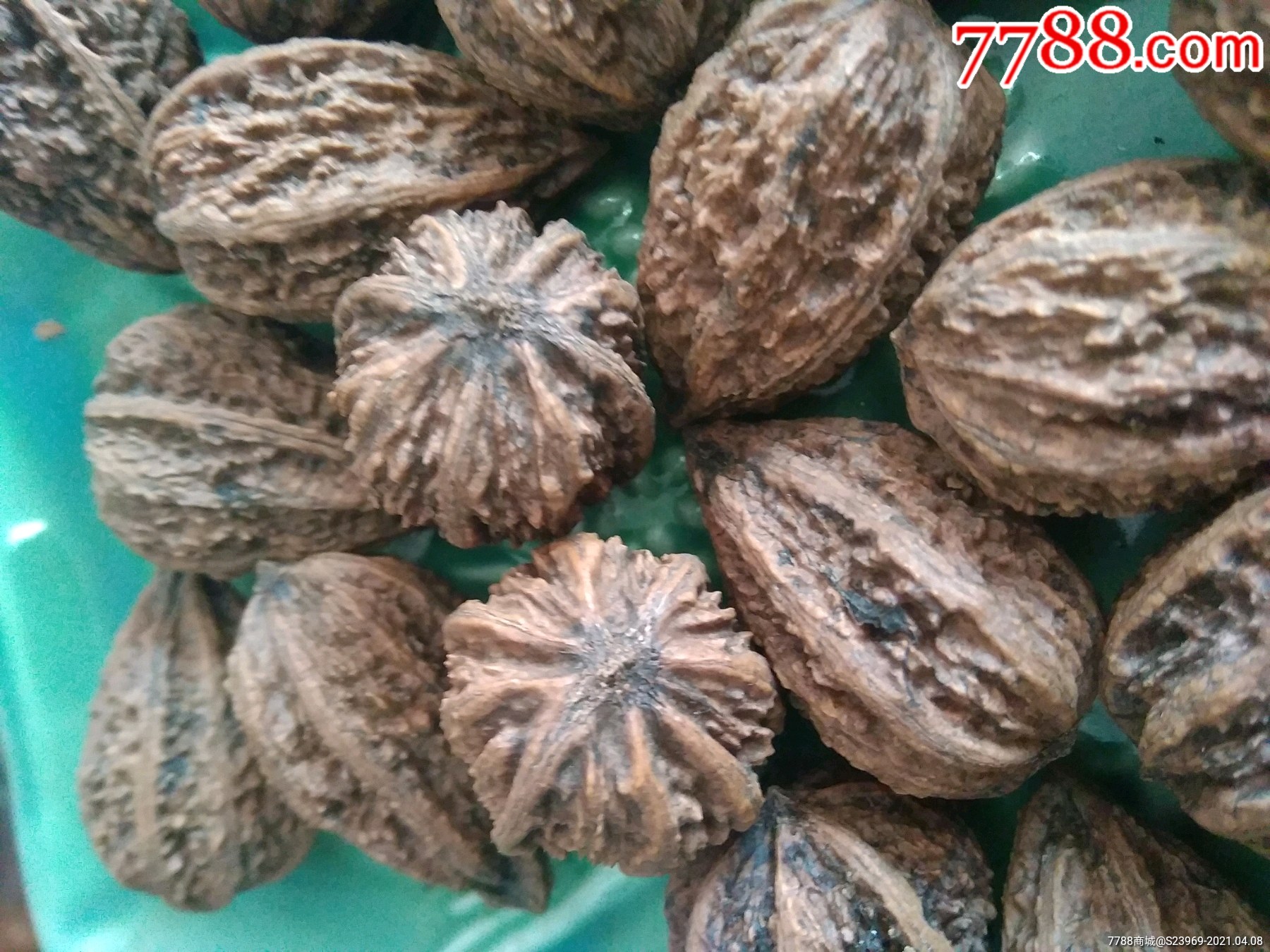 20个长白山核桃