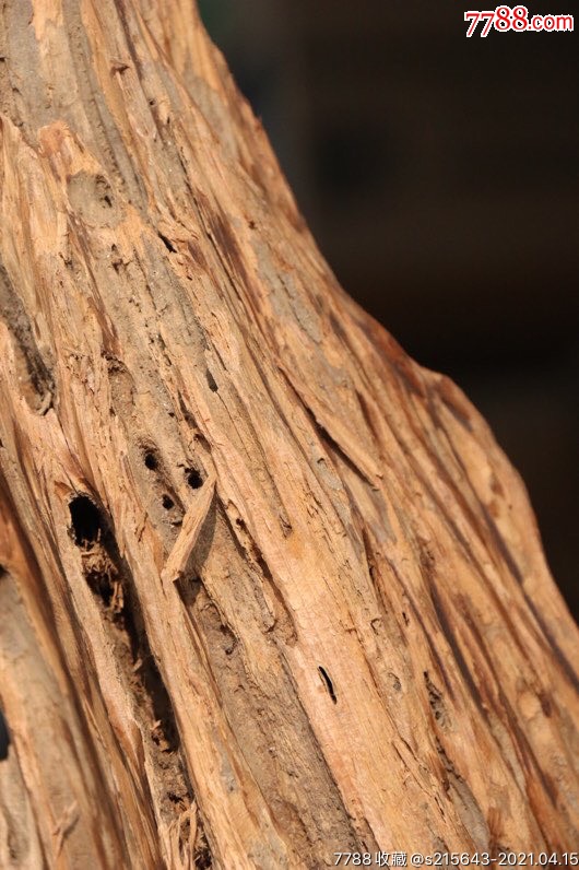 沉香木是一种木材香料和中药沉香木是珍贵的香料被用作燃烧熏香提取