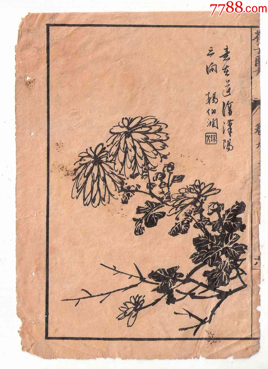 清代木刻菊花图谱散页-价格:8元-se79736984-版画原作-零售-7788收藏