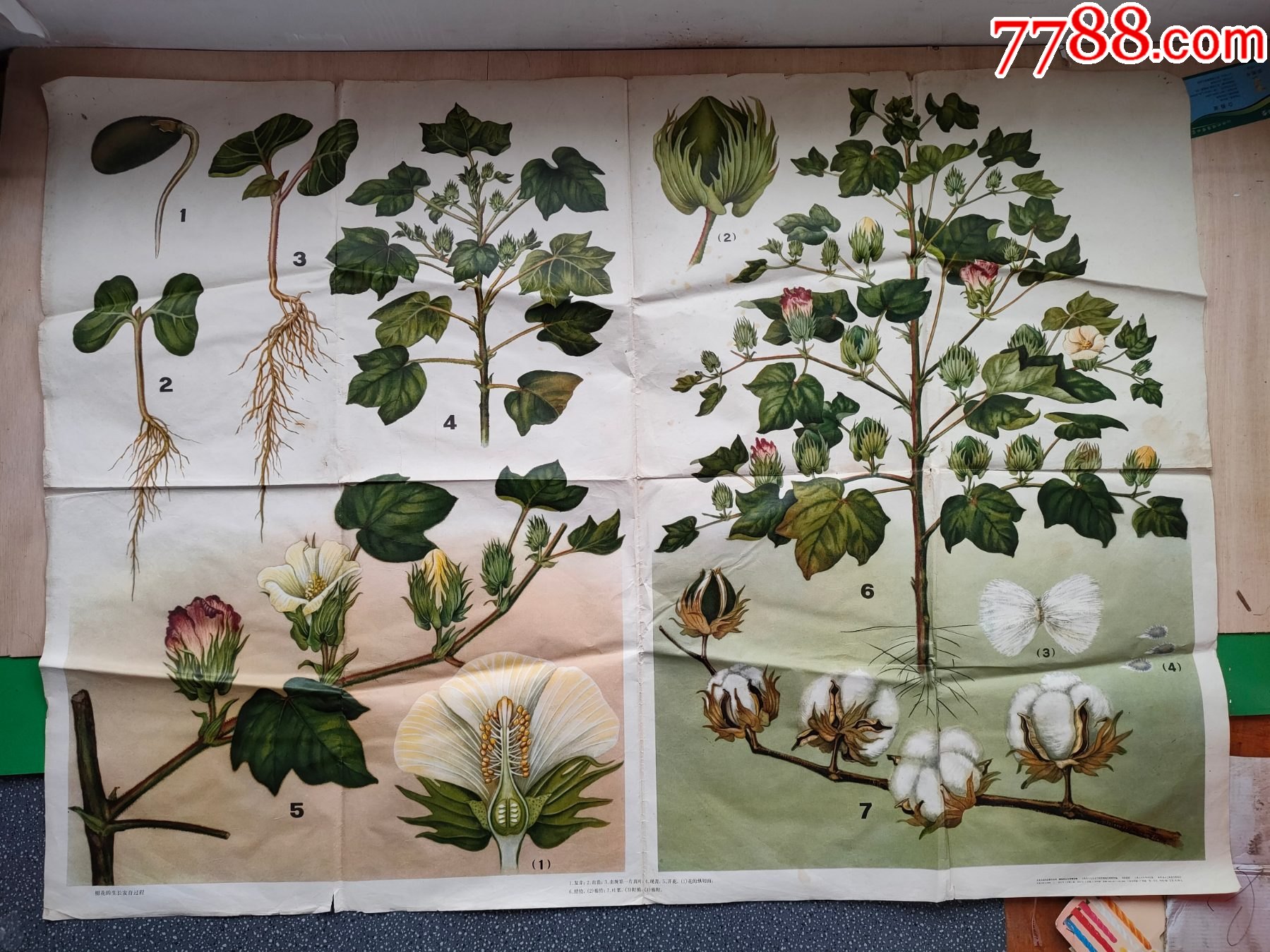 1973年出版.棉花的生长发育过程(印刷画约105cm*76cm)
