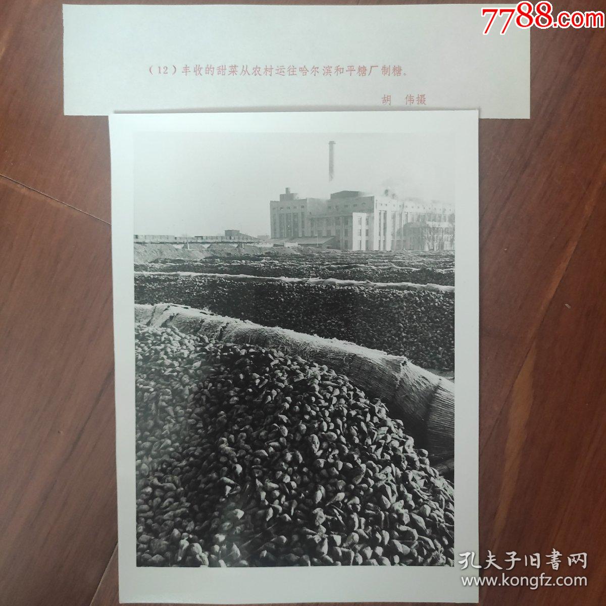 1982年,丰收的甜菜运往黑龙江哈尔滨和平糖厂制糖_价格35元【老铜城】