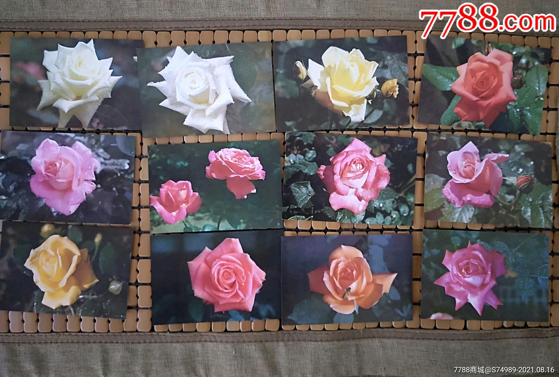 70年代老北京明信片北京月季花画片