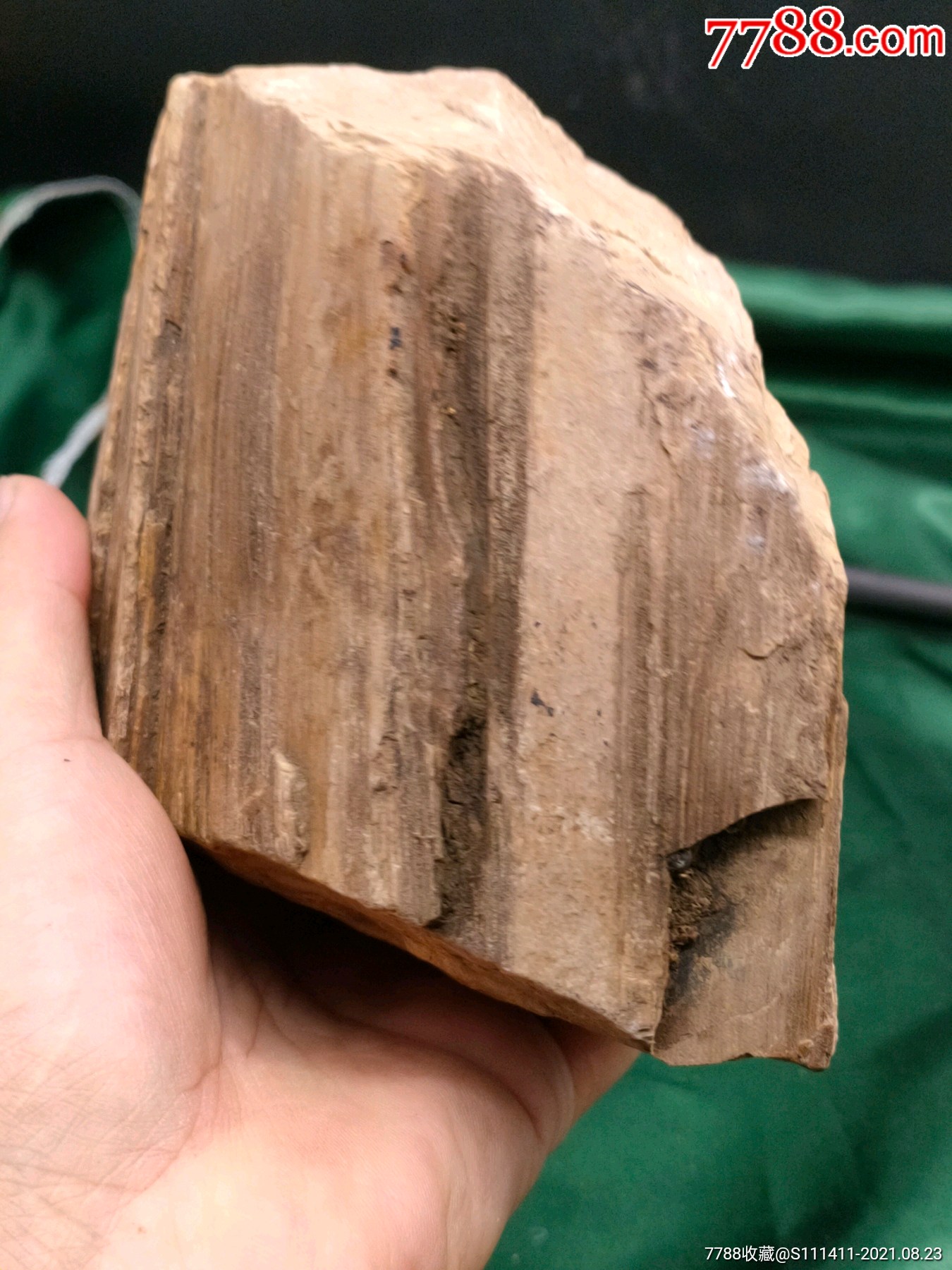 千万年木化石摆件