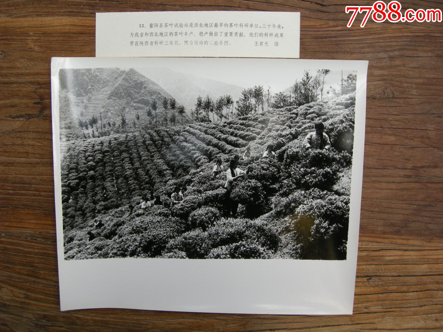 超大尺寸:1983年,西北地区最早的茶叶科研单位--紫阳县茶叶试验站