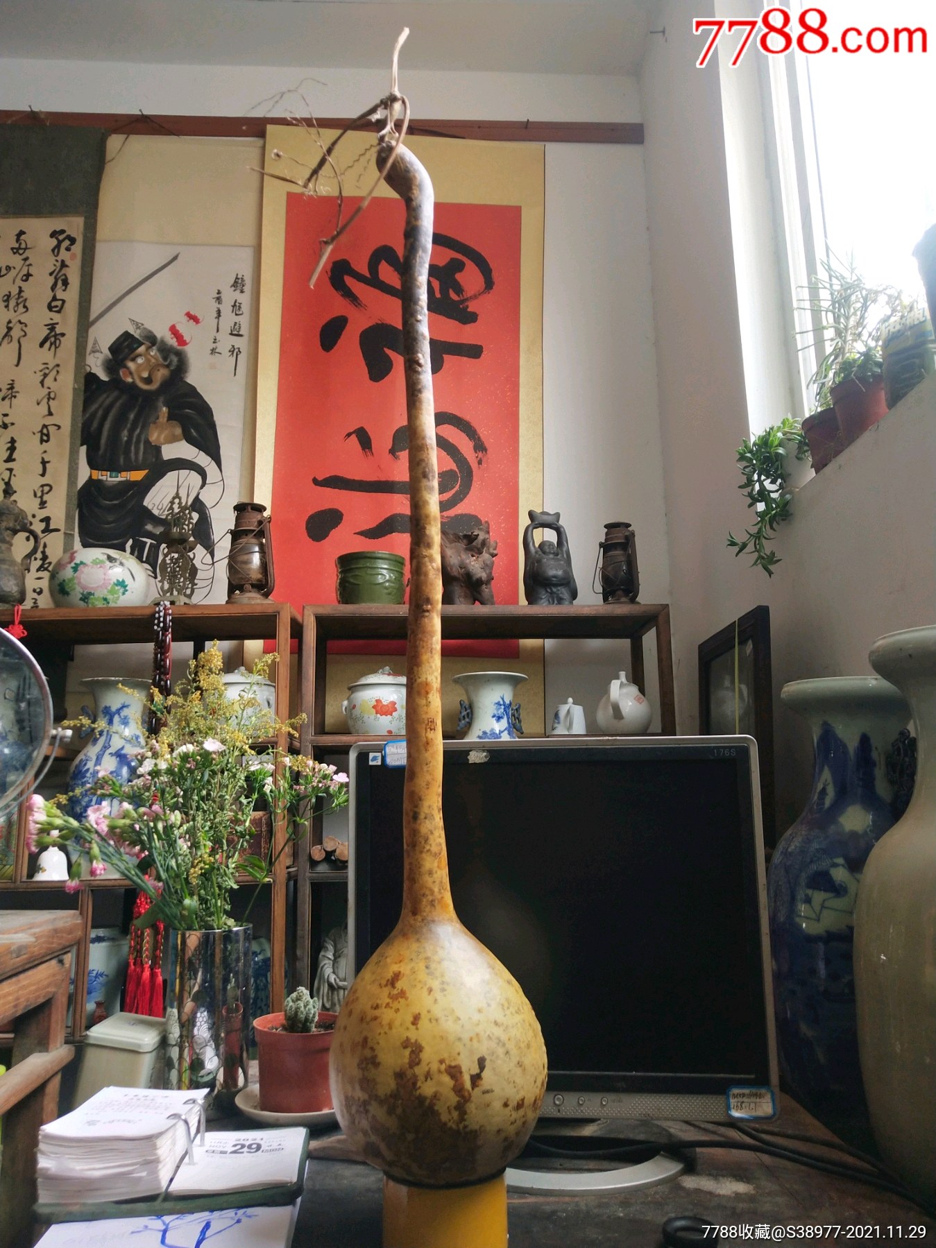 t1119油锤花红皮疙瘩大葫芦