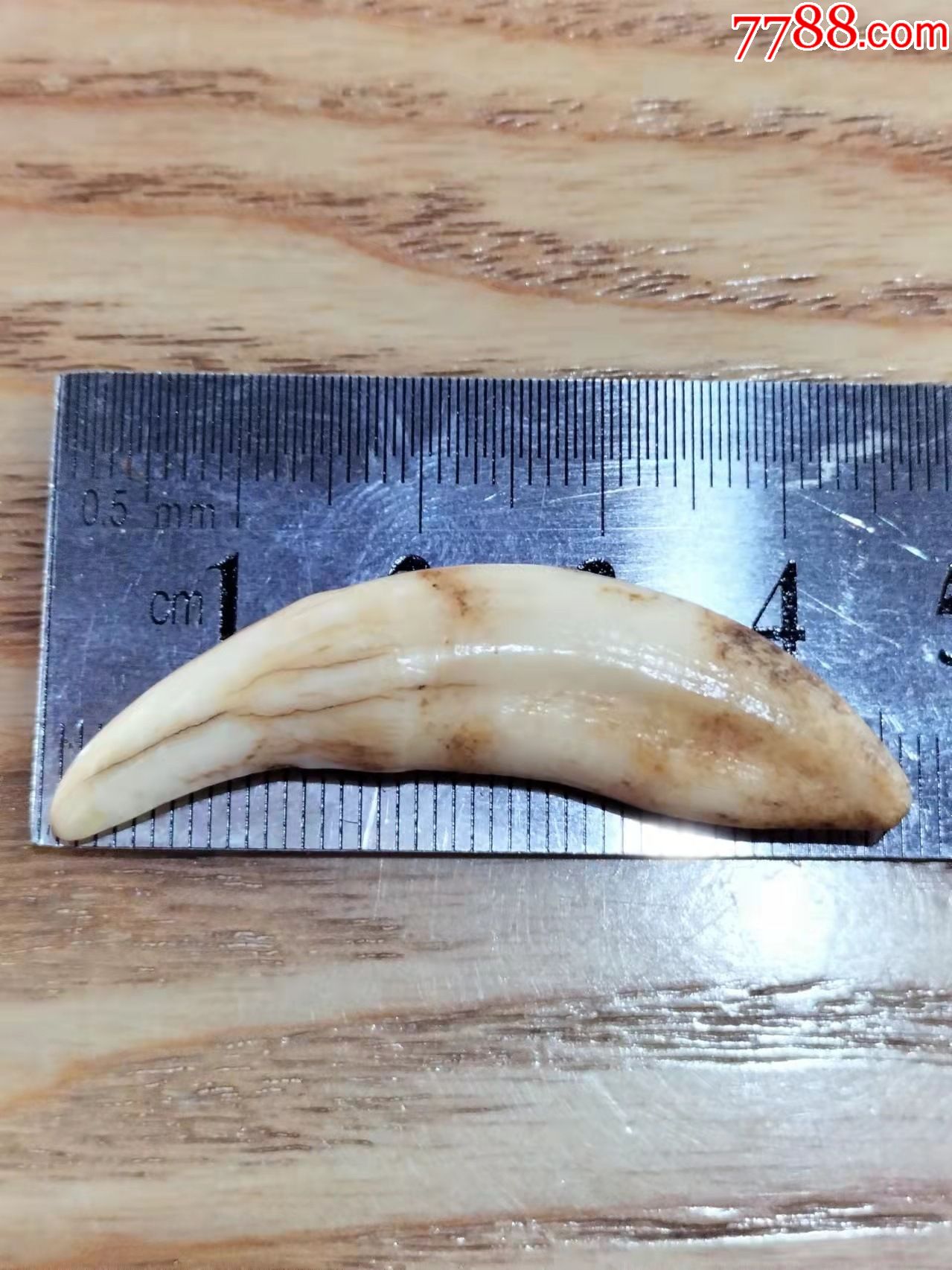 清代老狼牙素牙包浆一级