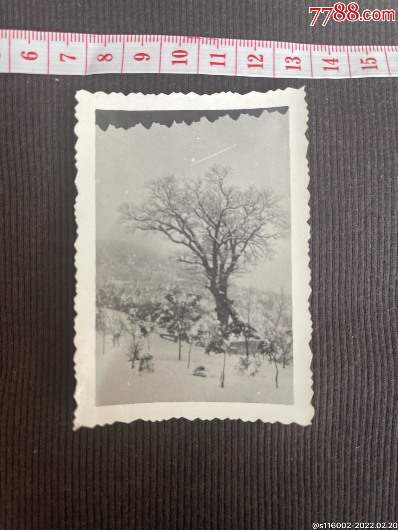 八十年代大树雪景照片-价格:25元-se85461170-老照片-零售-7788收藏