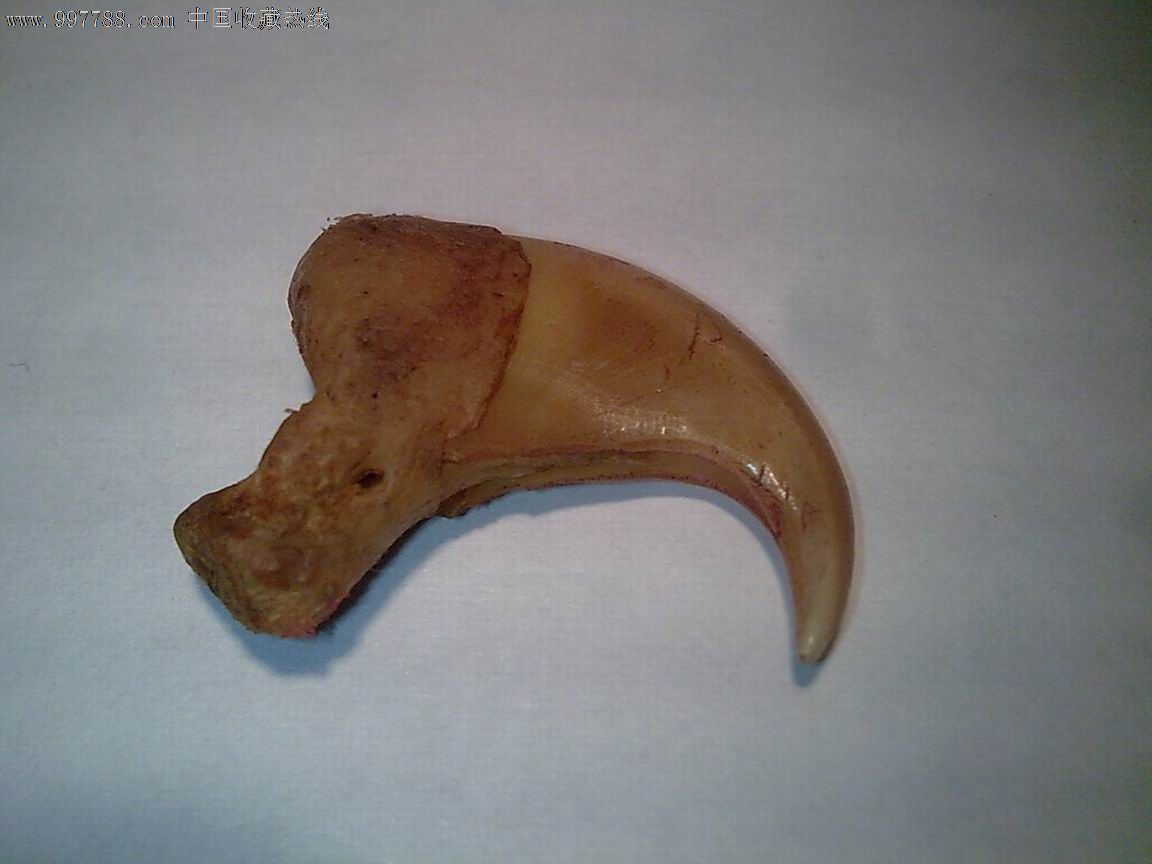 保真完整【带骨h爪,虎爪,猫爪】1只 超强辟邪功能