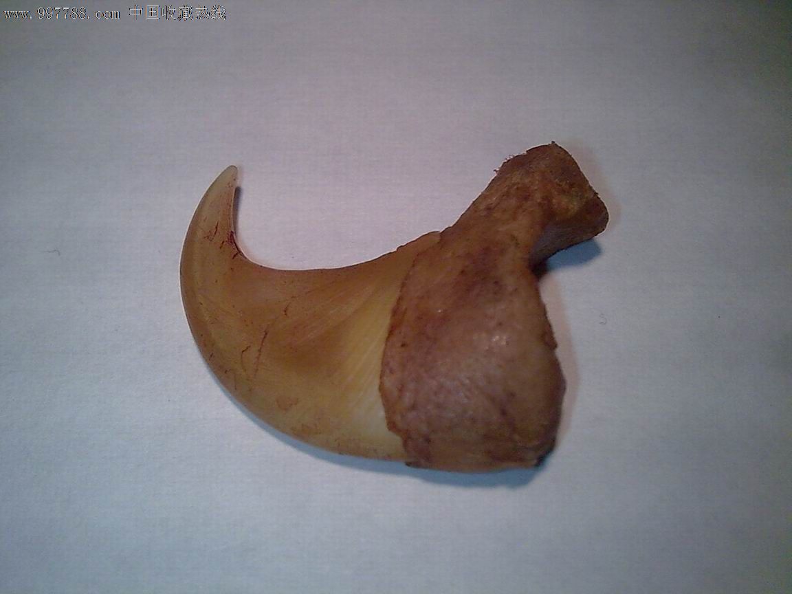 保真完整【带骨h爪,虎爪,猫爪】1只 超强辟邪功能