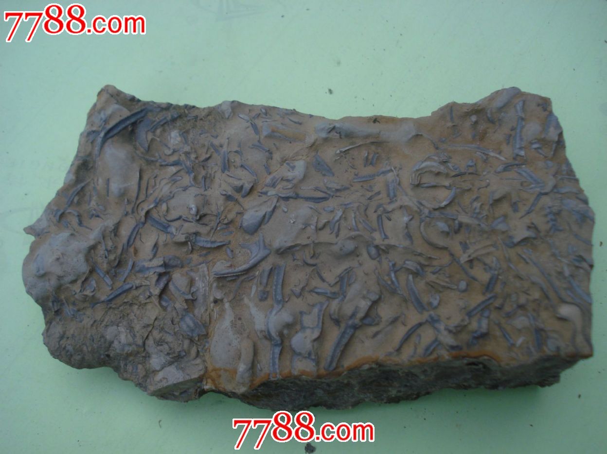 三叶虫化石(原石-价格:24元-se23963167-动植物化石-零售-7788收藏