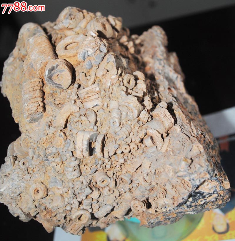 山西海生物化石,动物化石,稀有