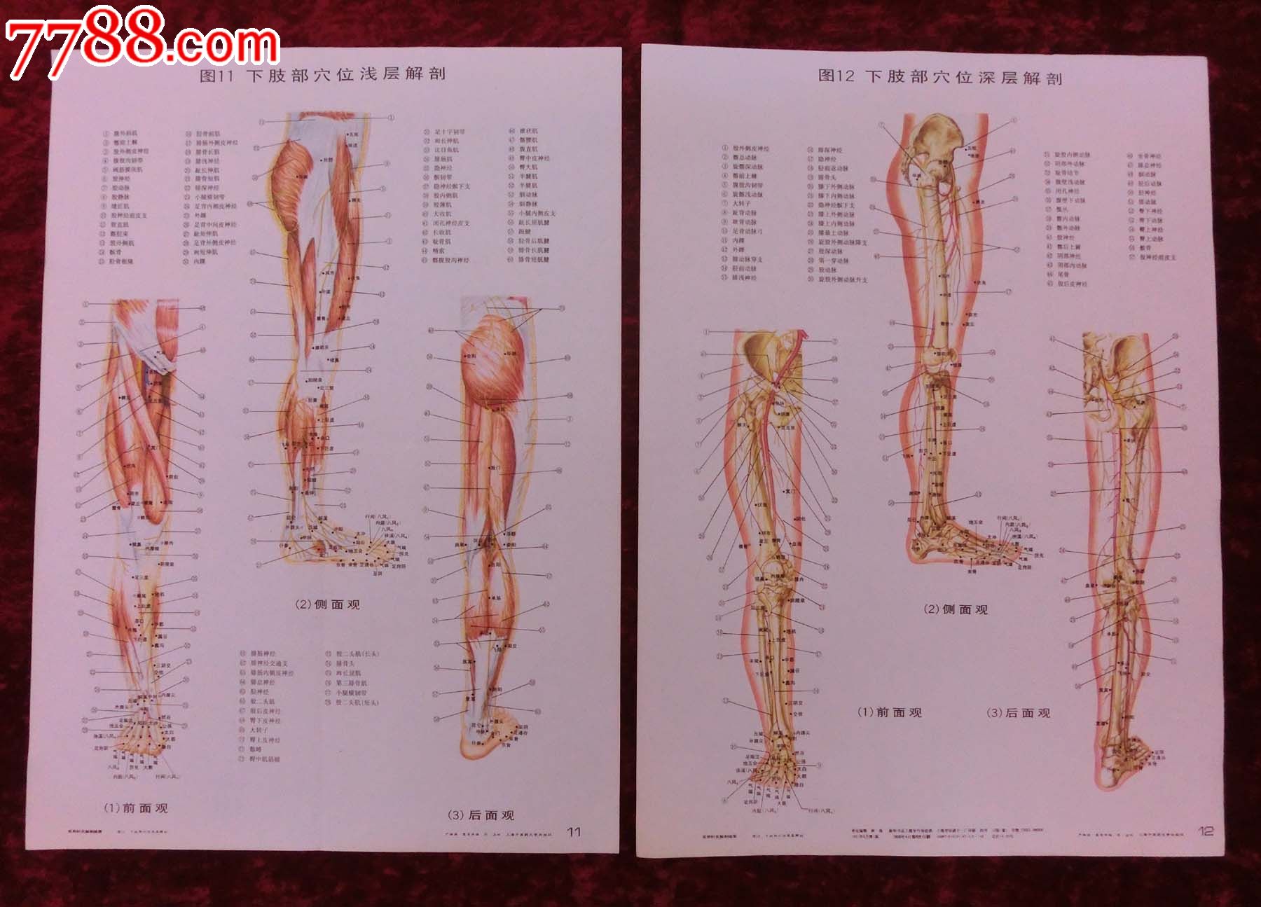 实用针灸解剖挂图(一套12张全)