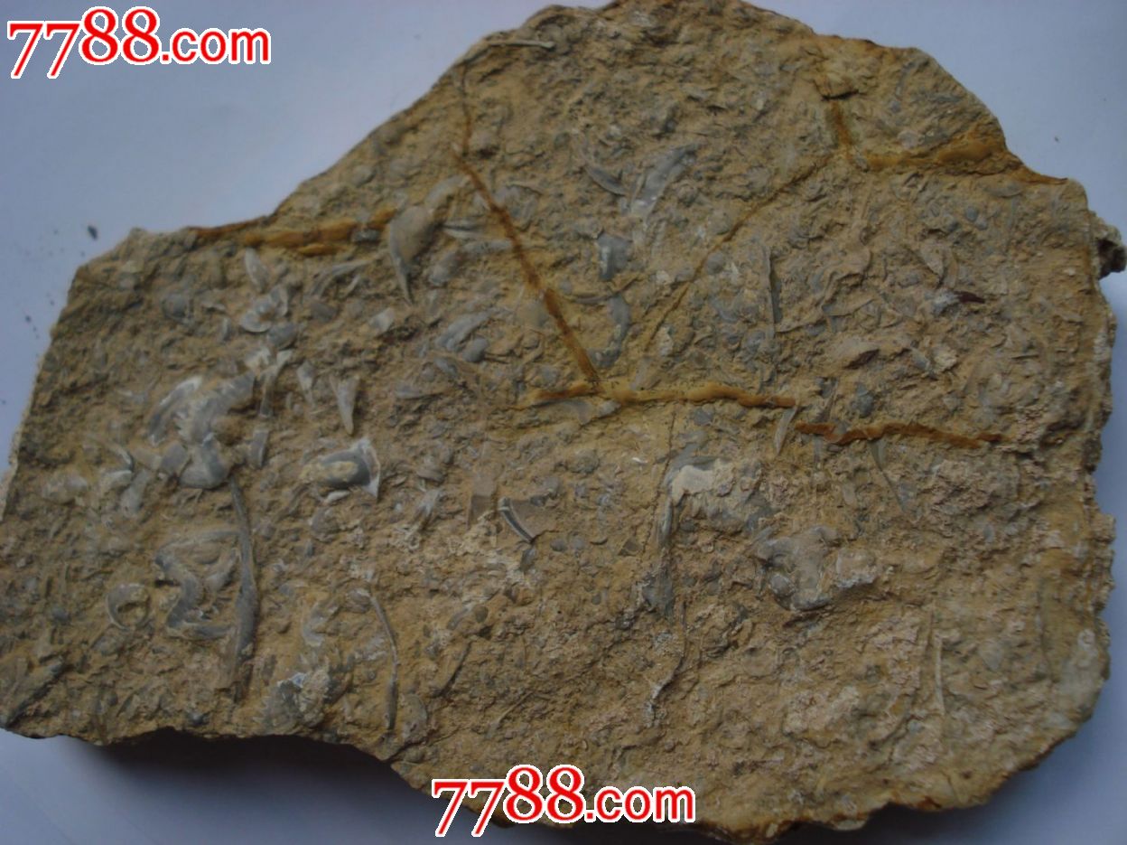 三叶虫化石(原石-36_动植物化石_图片价格_收藏鉴定_7788钱币网