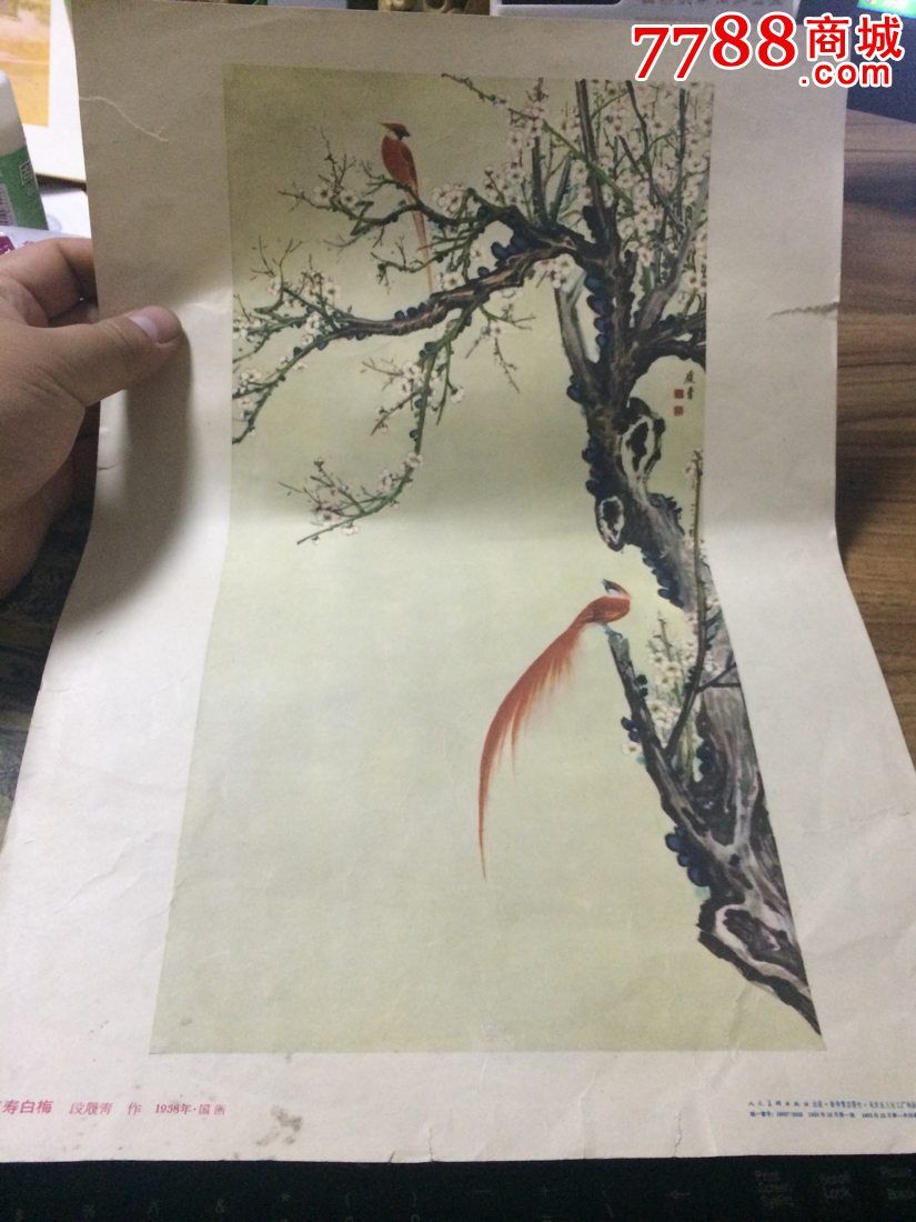 红寿白梅(58年8开)段履青作-人民美术出版社_年画/宣传画_顺风书店