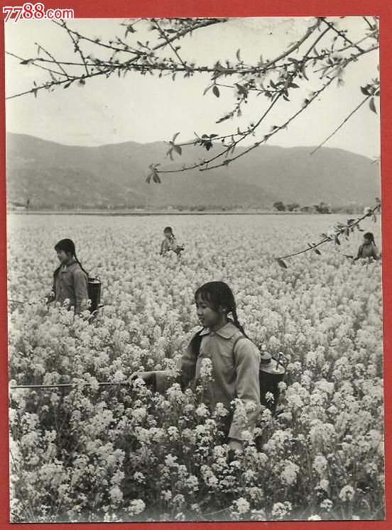 油菜花香,美女知青喷药忙