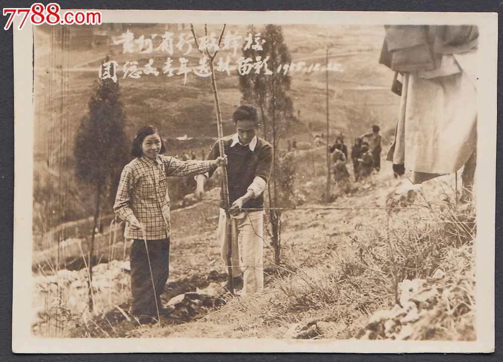 1955年贵州省行政干校团总支青年植树造林留影7张一起